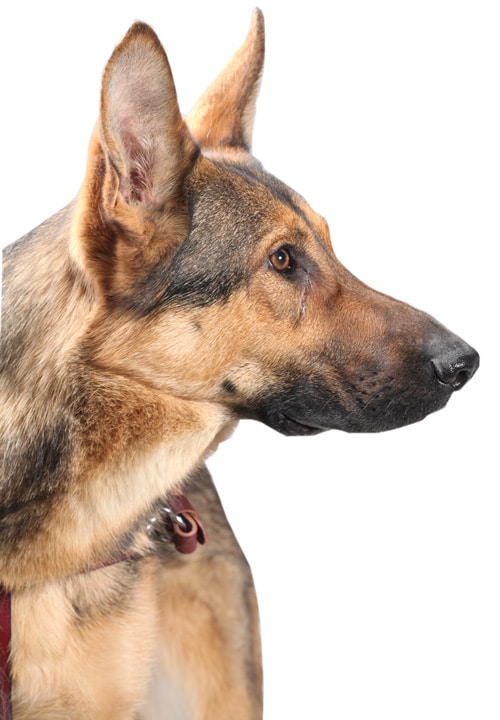 Fidelco Guide Dog in harness looking to the right