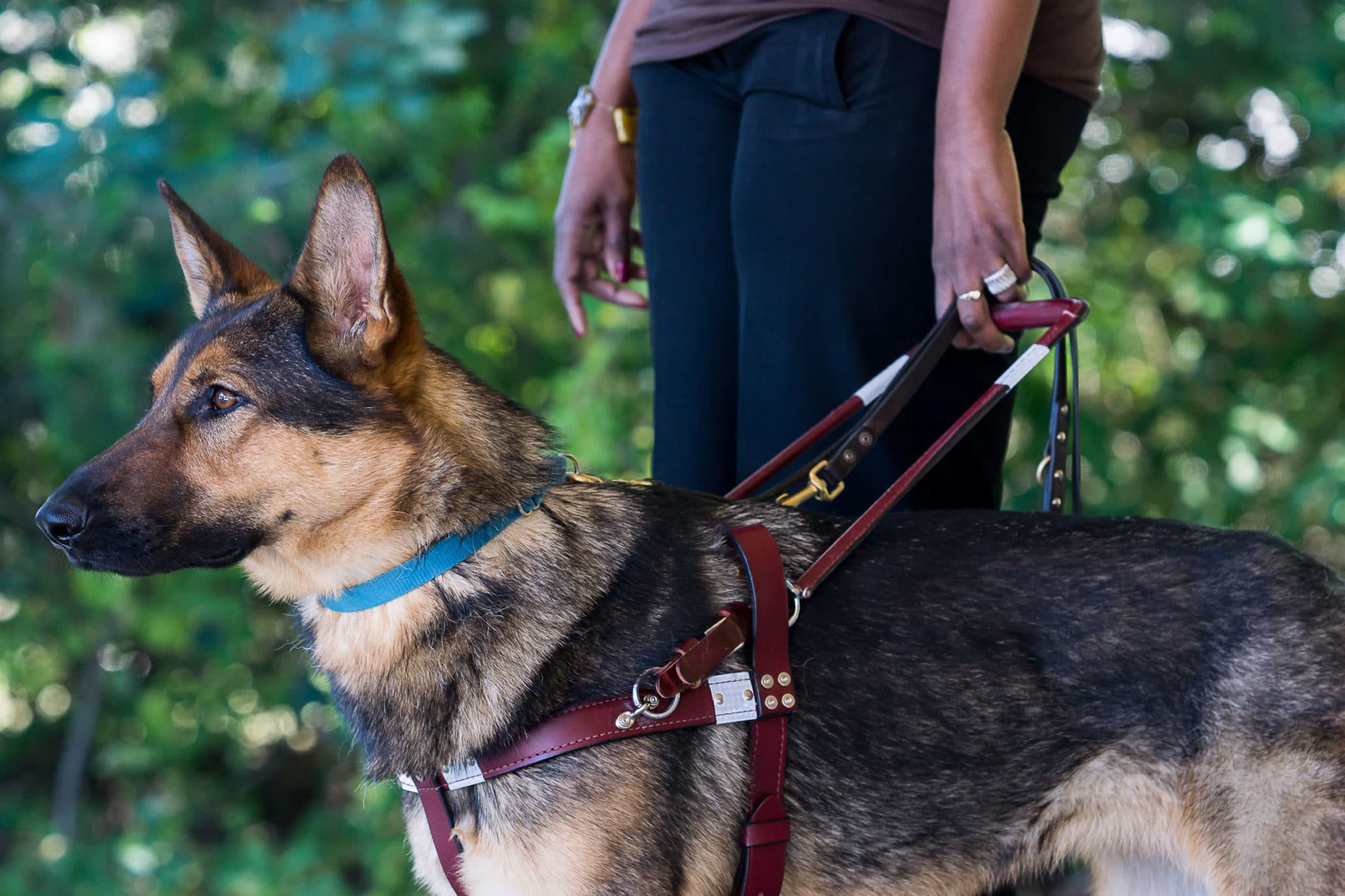 Fidelco Guide Dog in harness up close with handler holding the handle