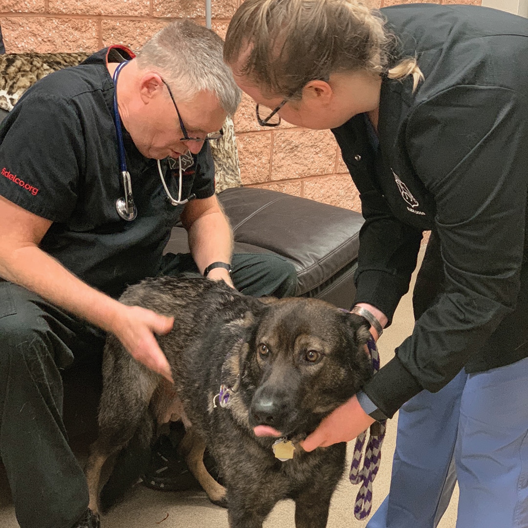 VetMed Team examining Fidelco dog