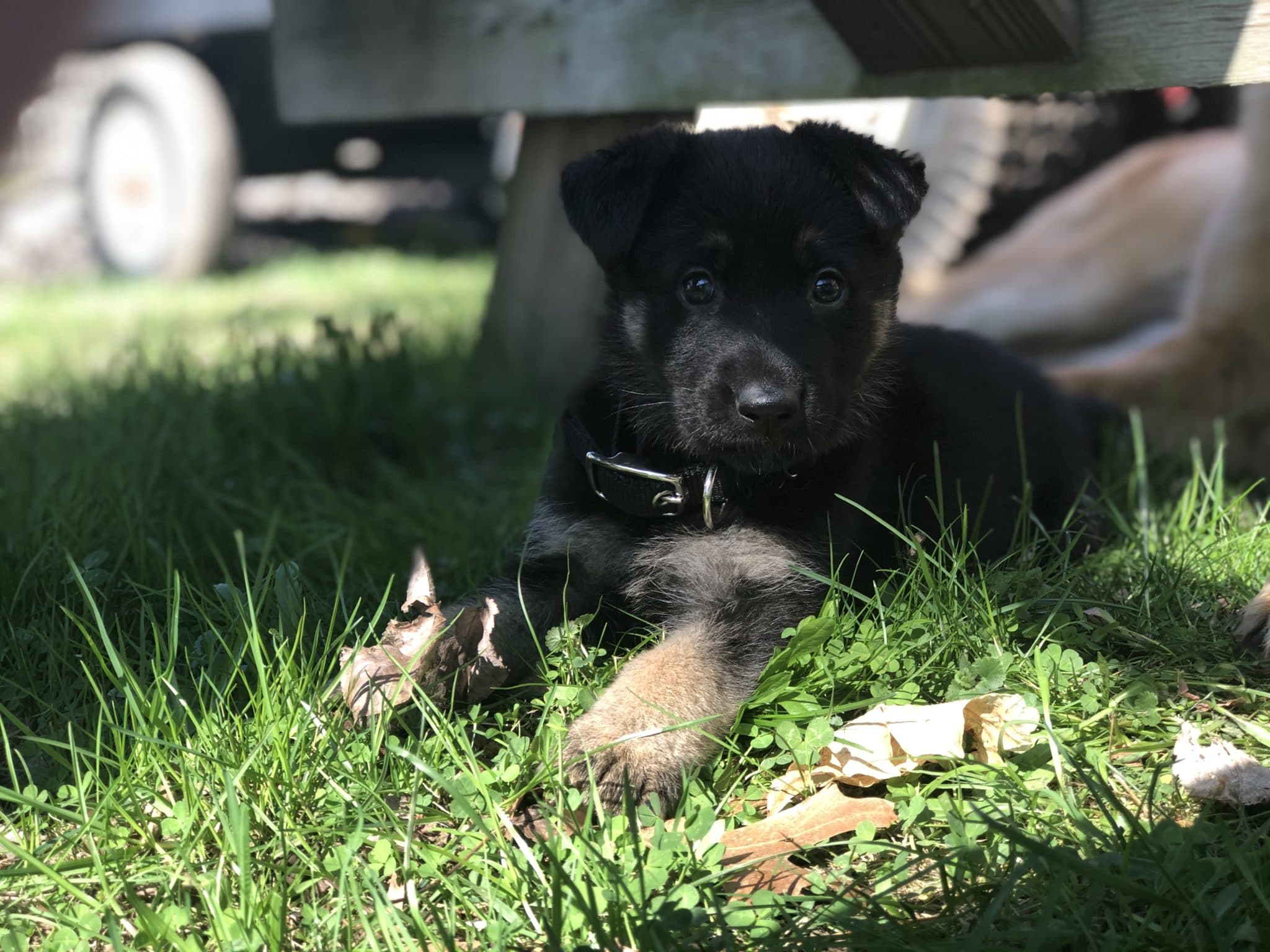 Gypsy on grass in shade looking into camera