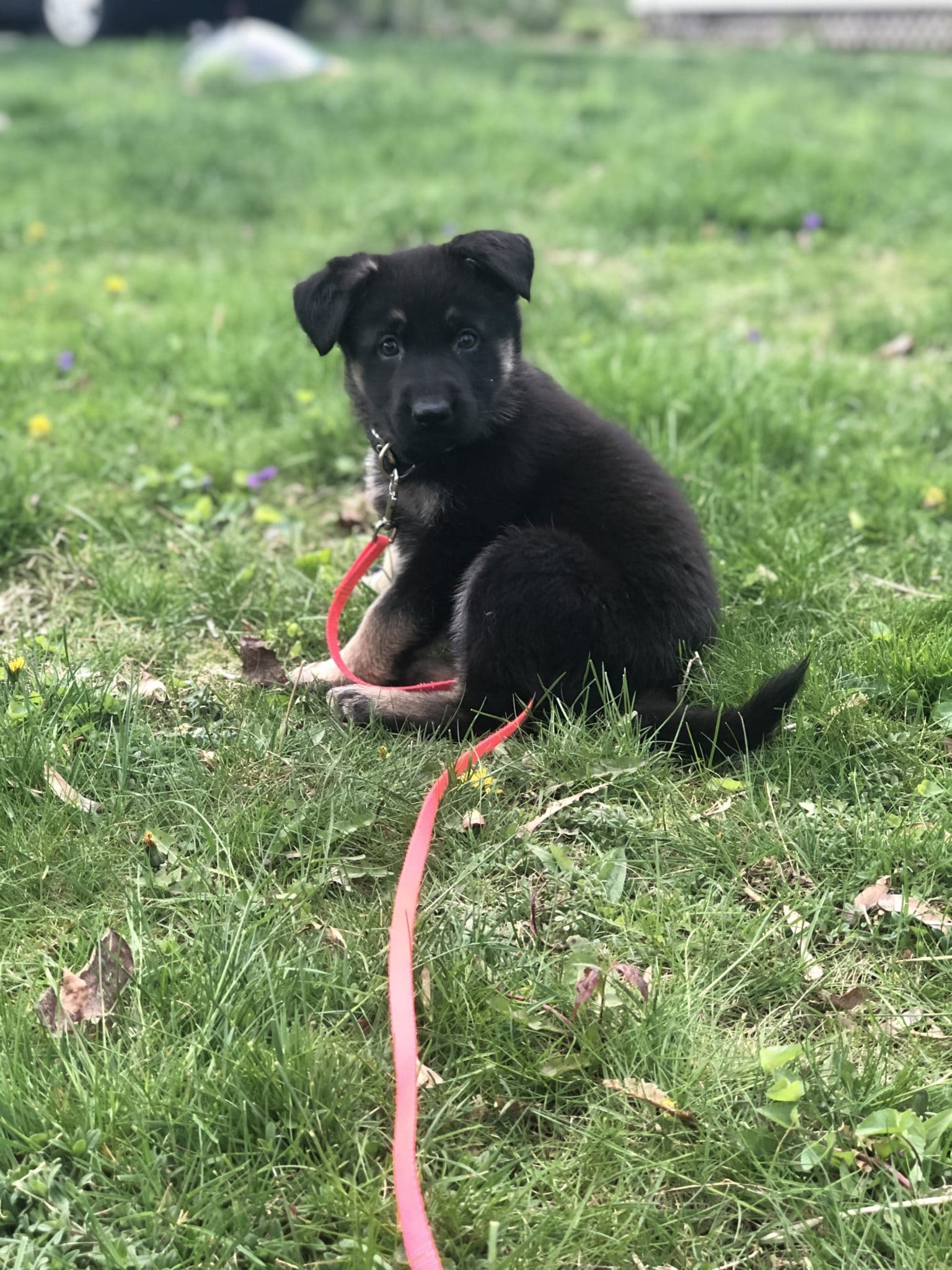 Gypsy on grass in sunshine