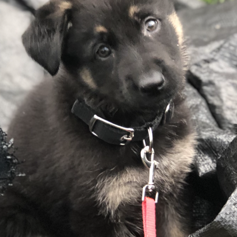 Gypsy close up with head tilt