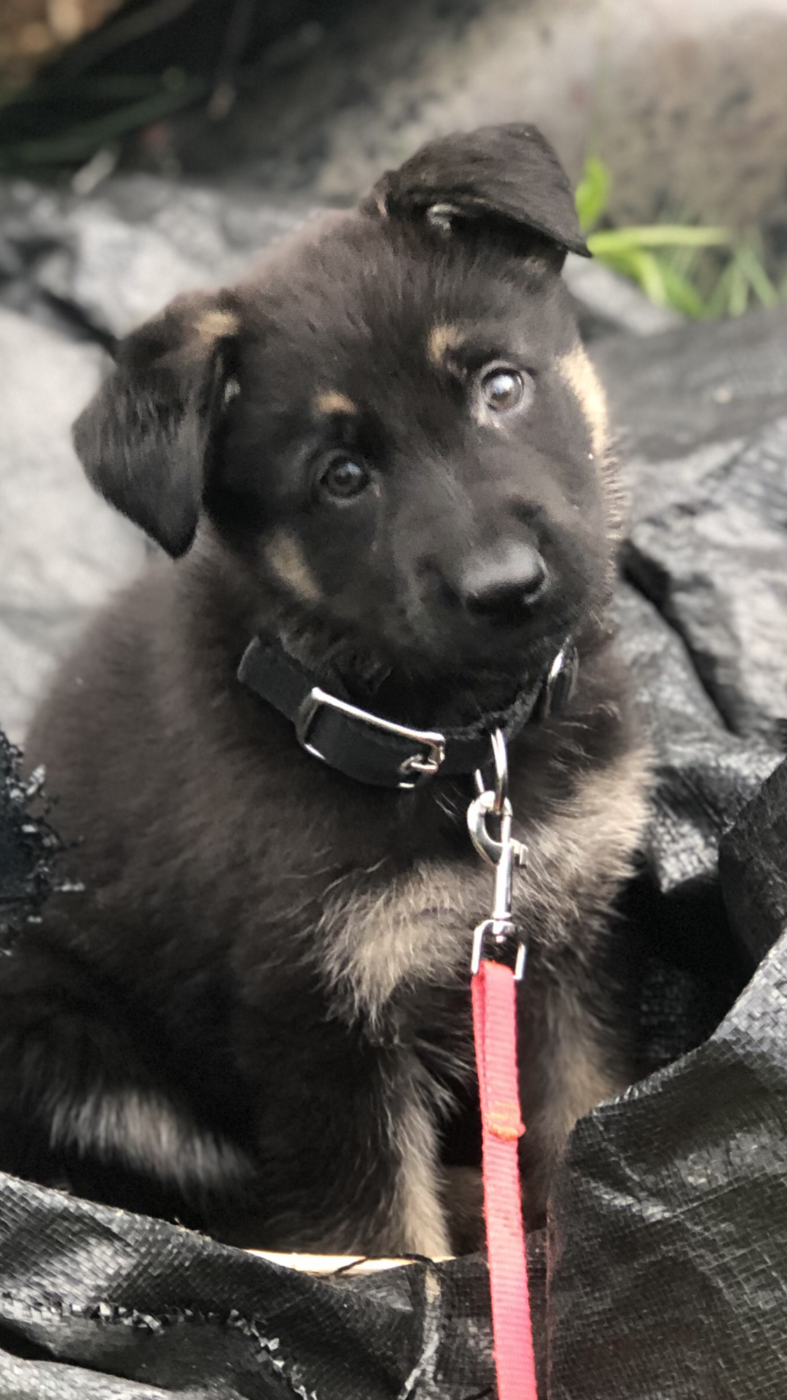 Gypsy close up with head tilt