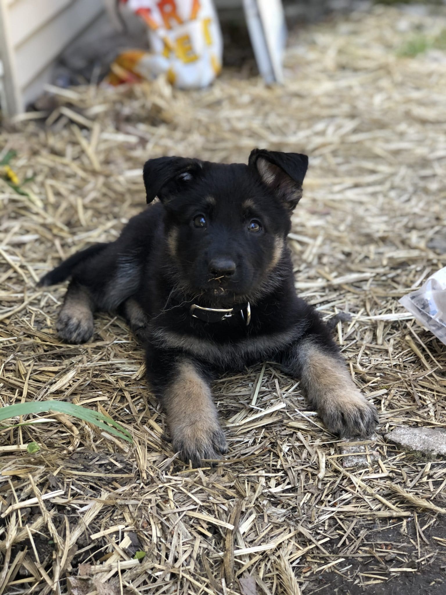 Gypsy sprawled out on hay