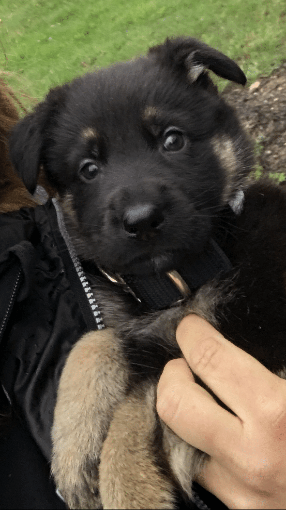 Gypsy close up being held by trainer