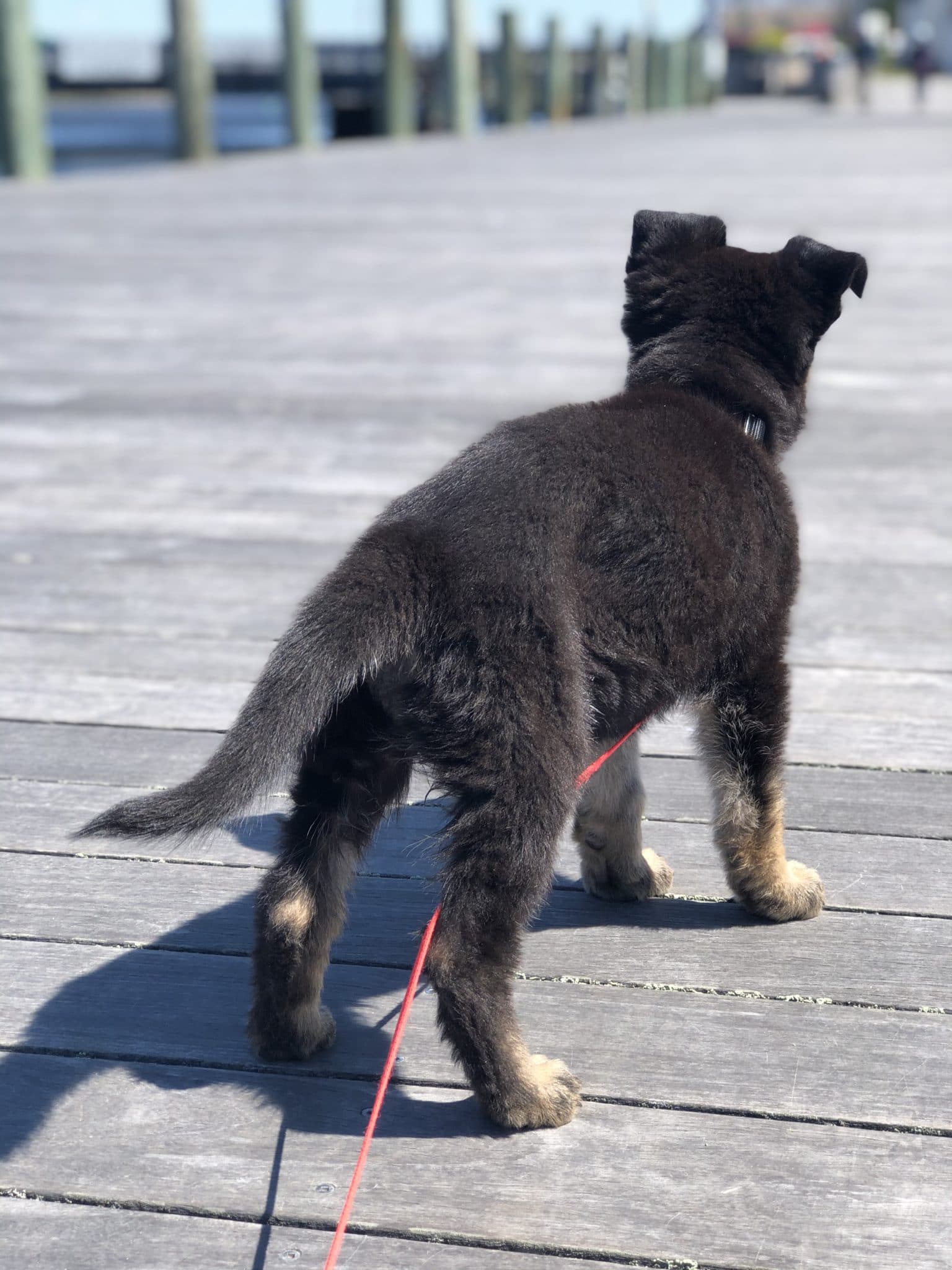 Gypsy on dock backside