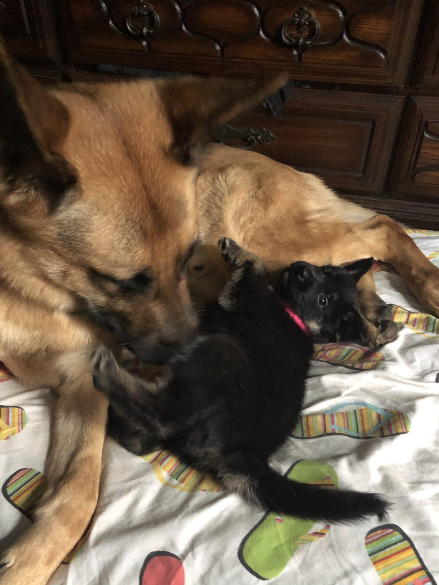 Gypsy lounging with Ike on blanket