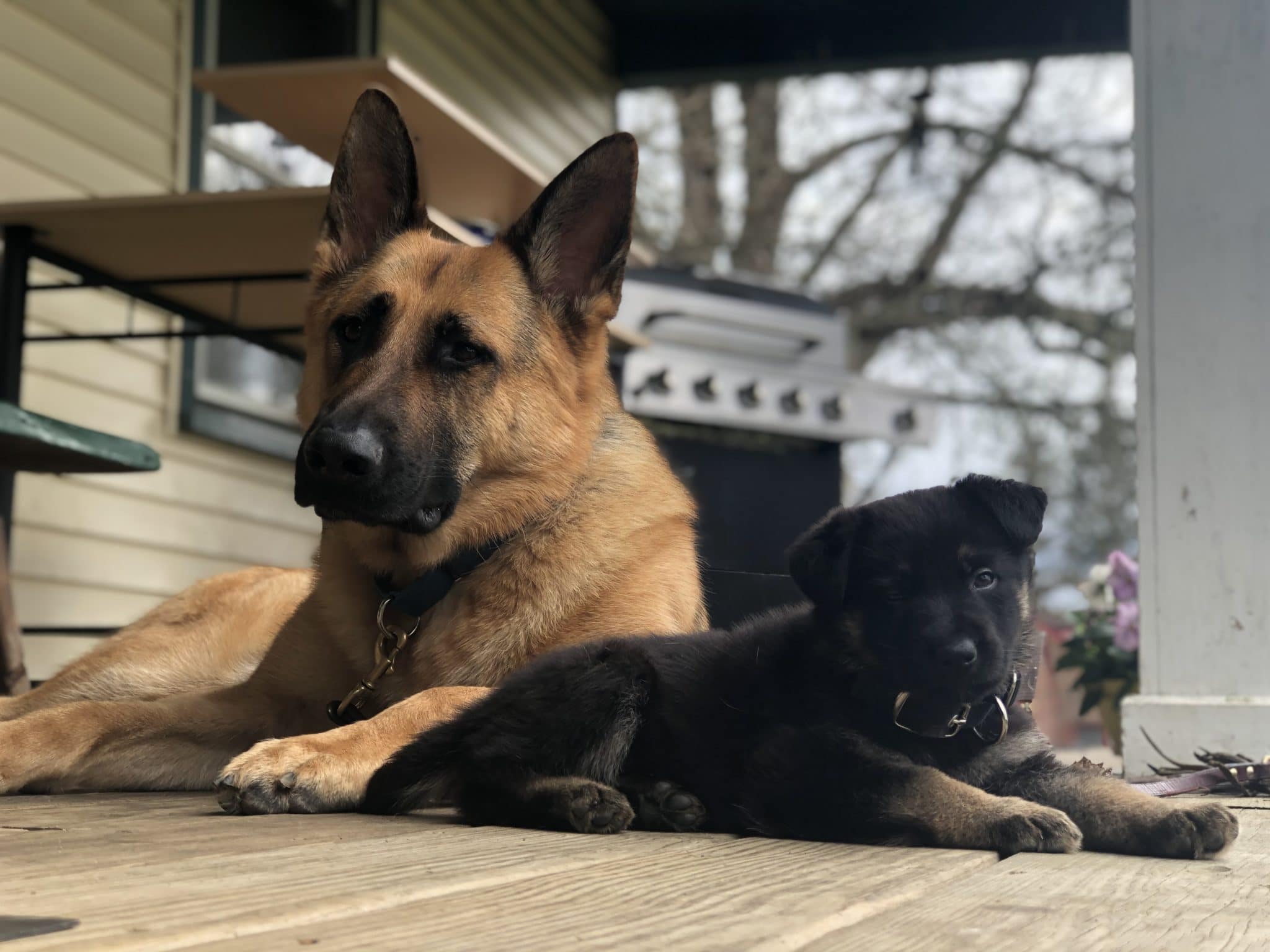 Gypsy and Ike sitting on porch facing camera