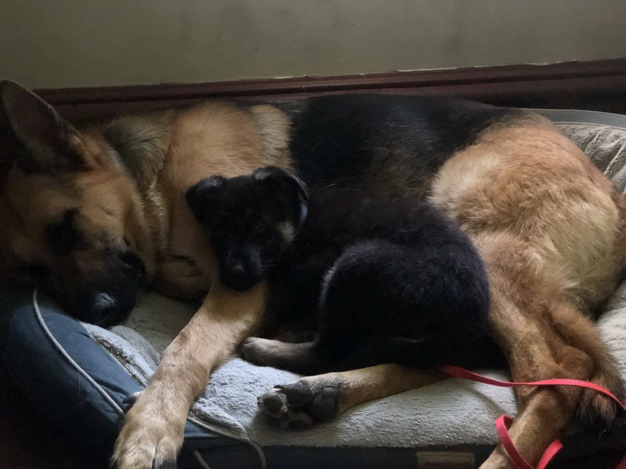 Gypsy and Ike sleeping on dog bed -Gypsy peeking