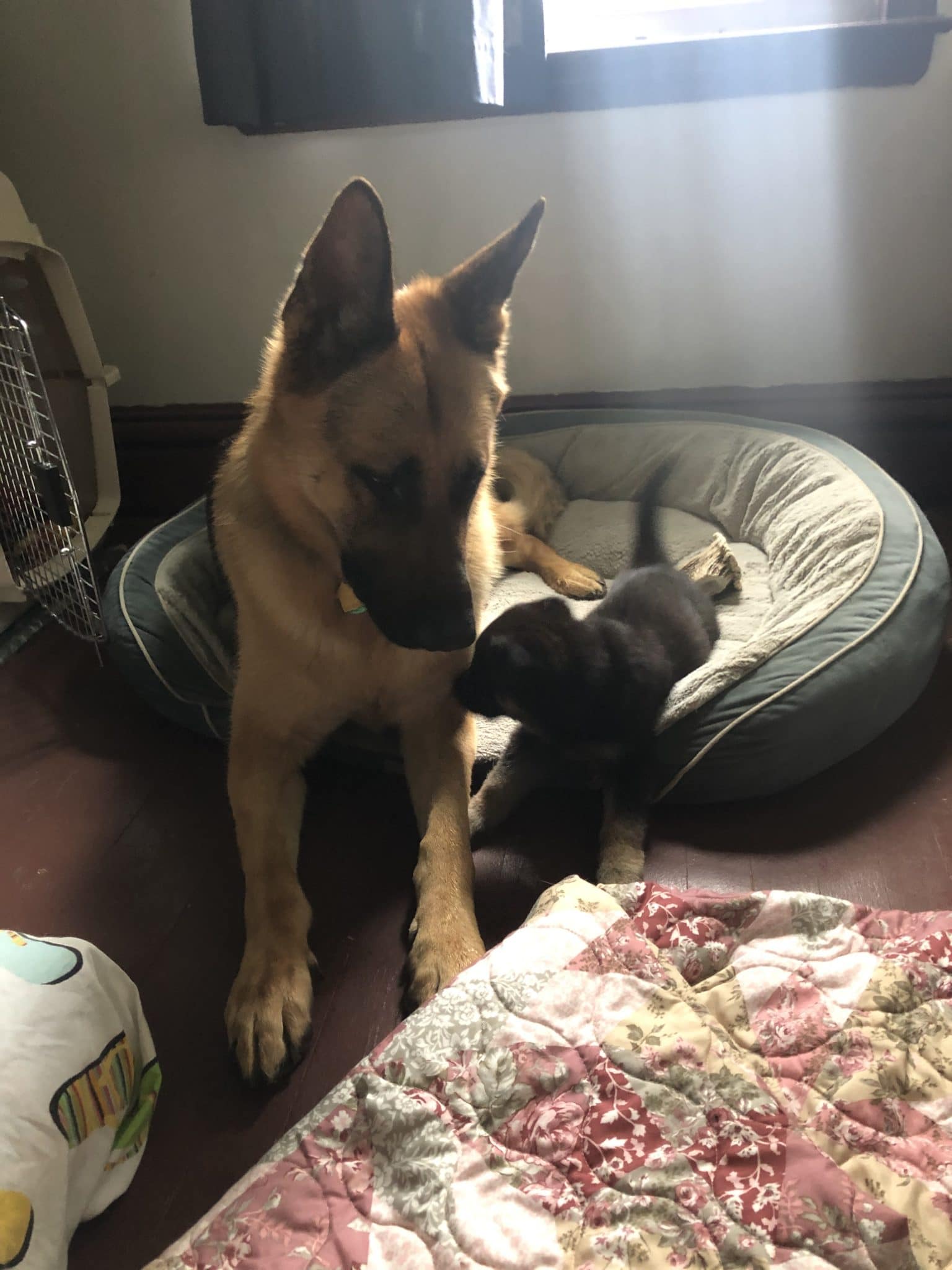 Gypsy and Ike stretched out on dog bed