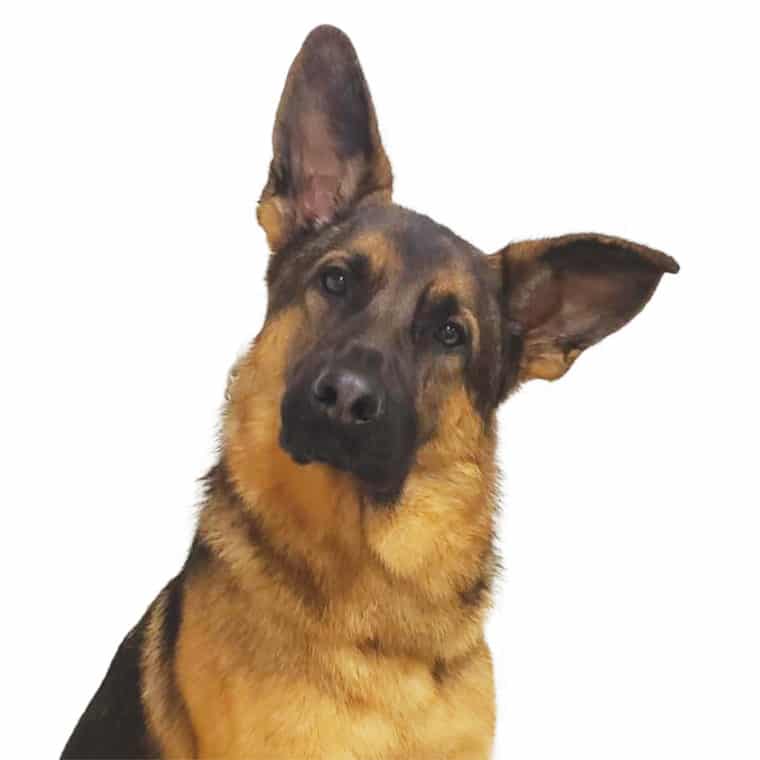 Fidelco black and tan dog head tilt