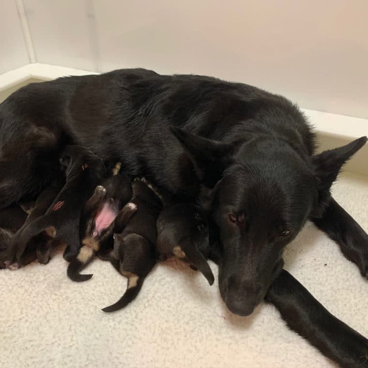 Dame Feeding Pups