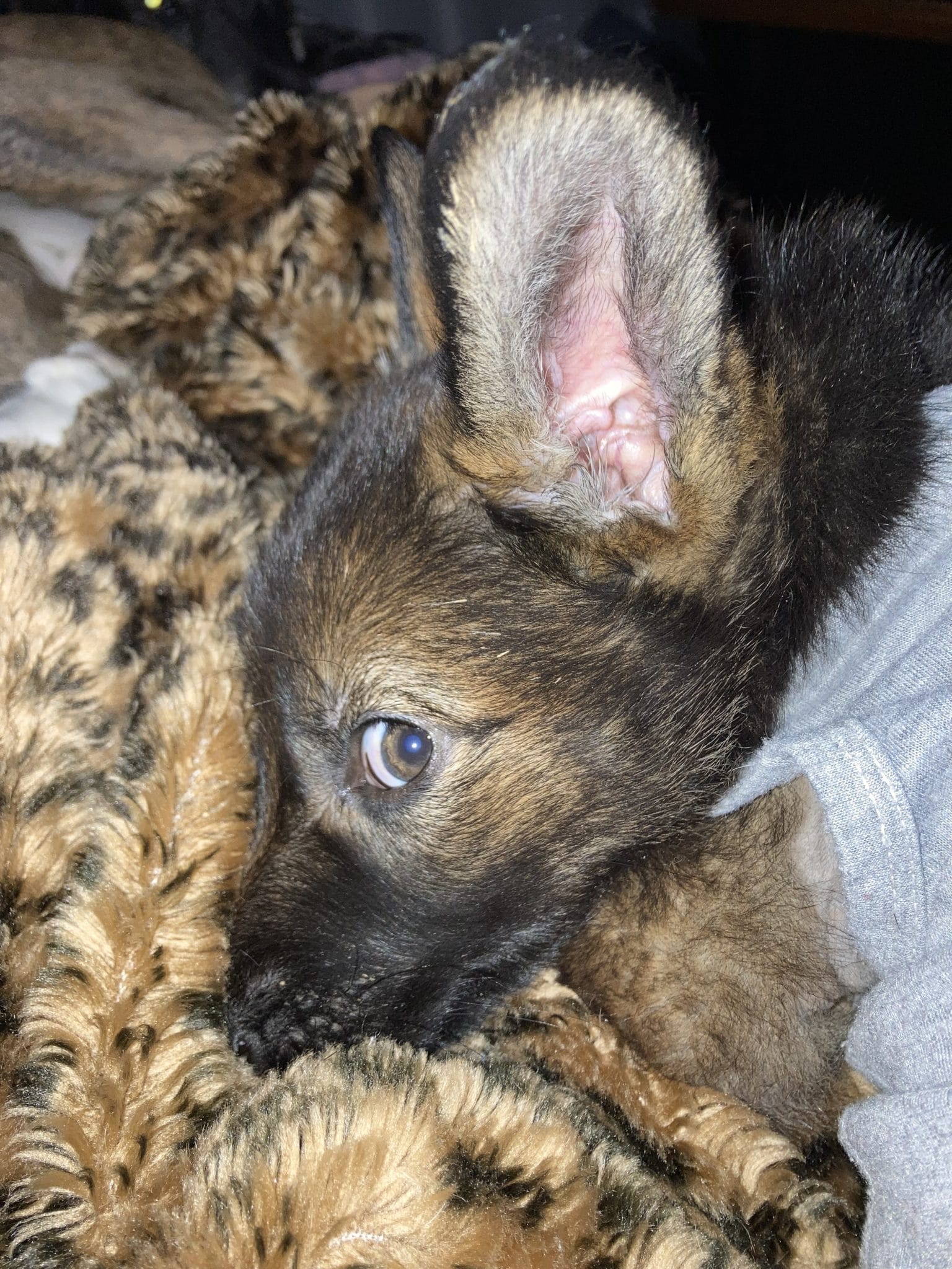 Upclose image of alice's face cuddled against a blanket