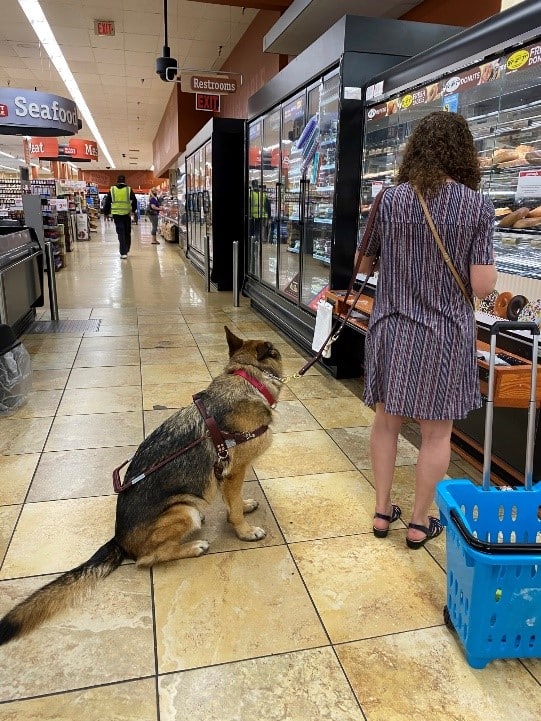 keela in harness sitting waiting for Marien who is facing baked goods at the grocery store holding her leash