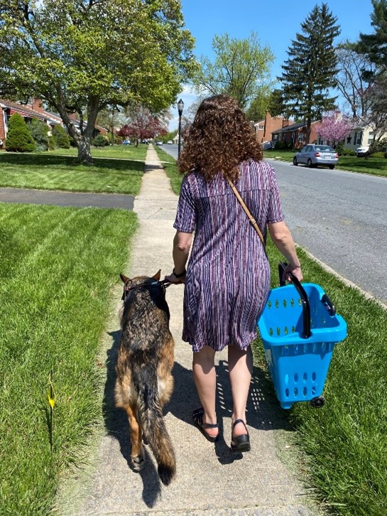 facing away from the camera Keela in harness is guiding marien who is holding a blue basket down a sidewalk on a residental street