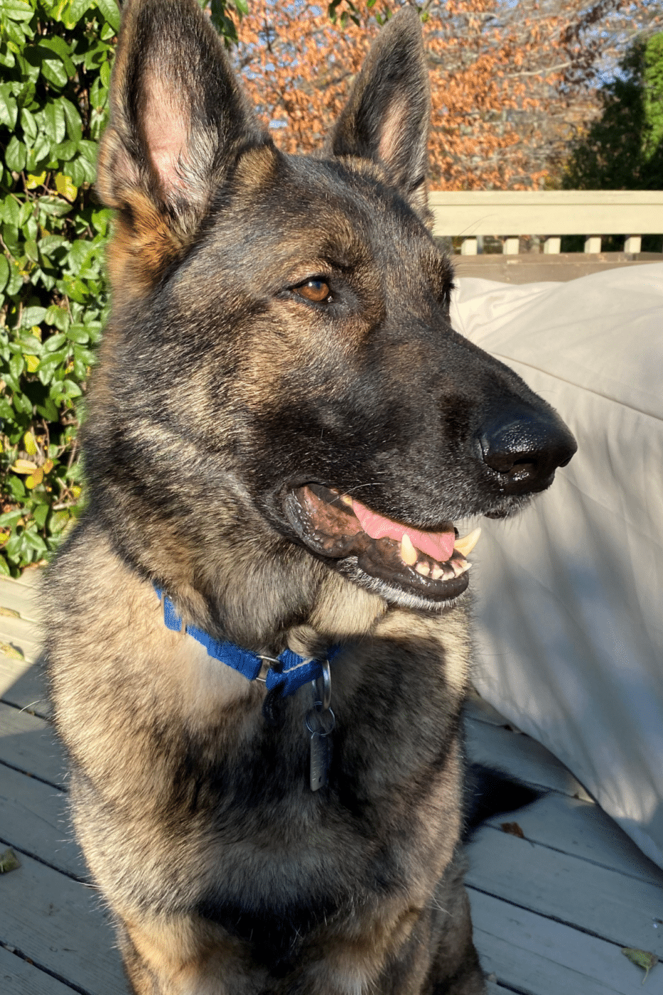 henry sable gsd with mouth open sun hitting part of his face sitting on a deck