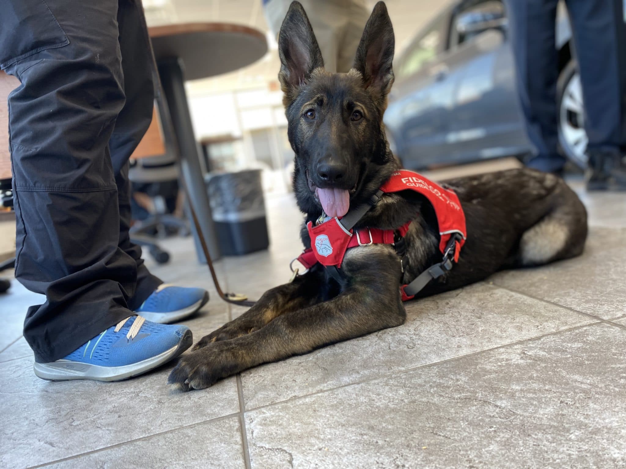 alice lying on the floor in a red fidelco vest mouth open tongue out looking at the camera