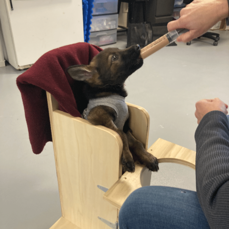 alice eating from a syringe in a special wooden chair