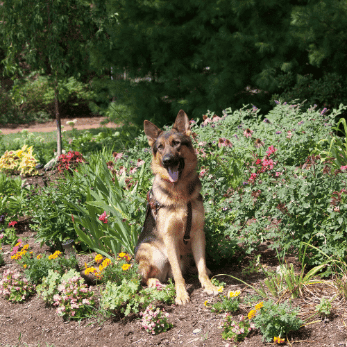 Garden Stones