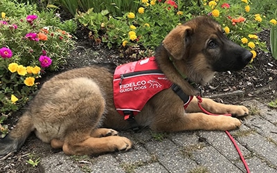 A 6 month old guide dog in training wearing a red Fidelco guide dog vest laying next to colorful flowers.