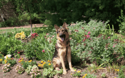 Kili in Garden