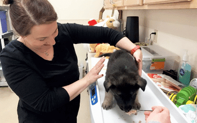 A female vet examining a fluffy puppy on a table.