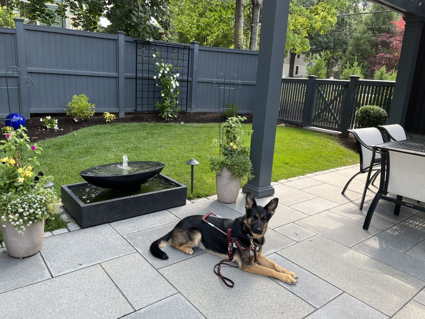 Evrest lying on a patio in harness