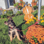 Tempo sitting outside next to orange mums and a pumpkin metal sign