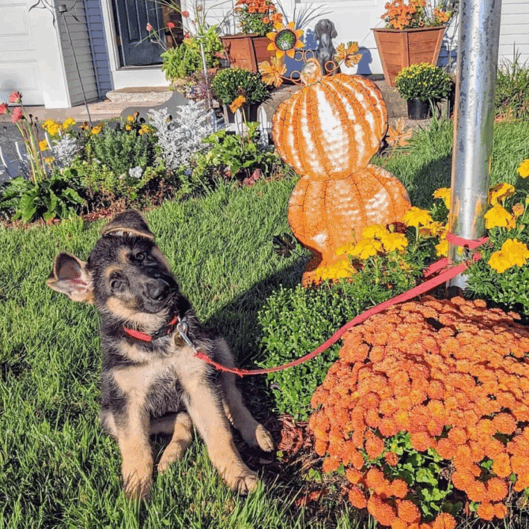 Tempo sitting outside next to orange mums and a pumpkin metal sign