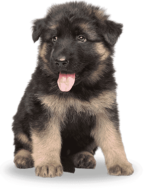 Background Puppy Image