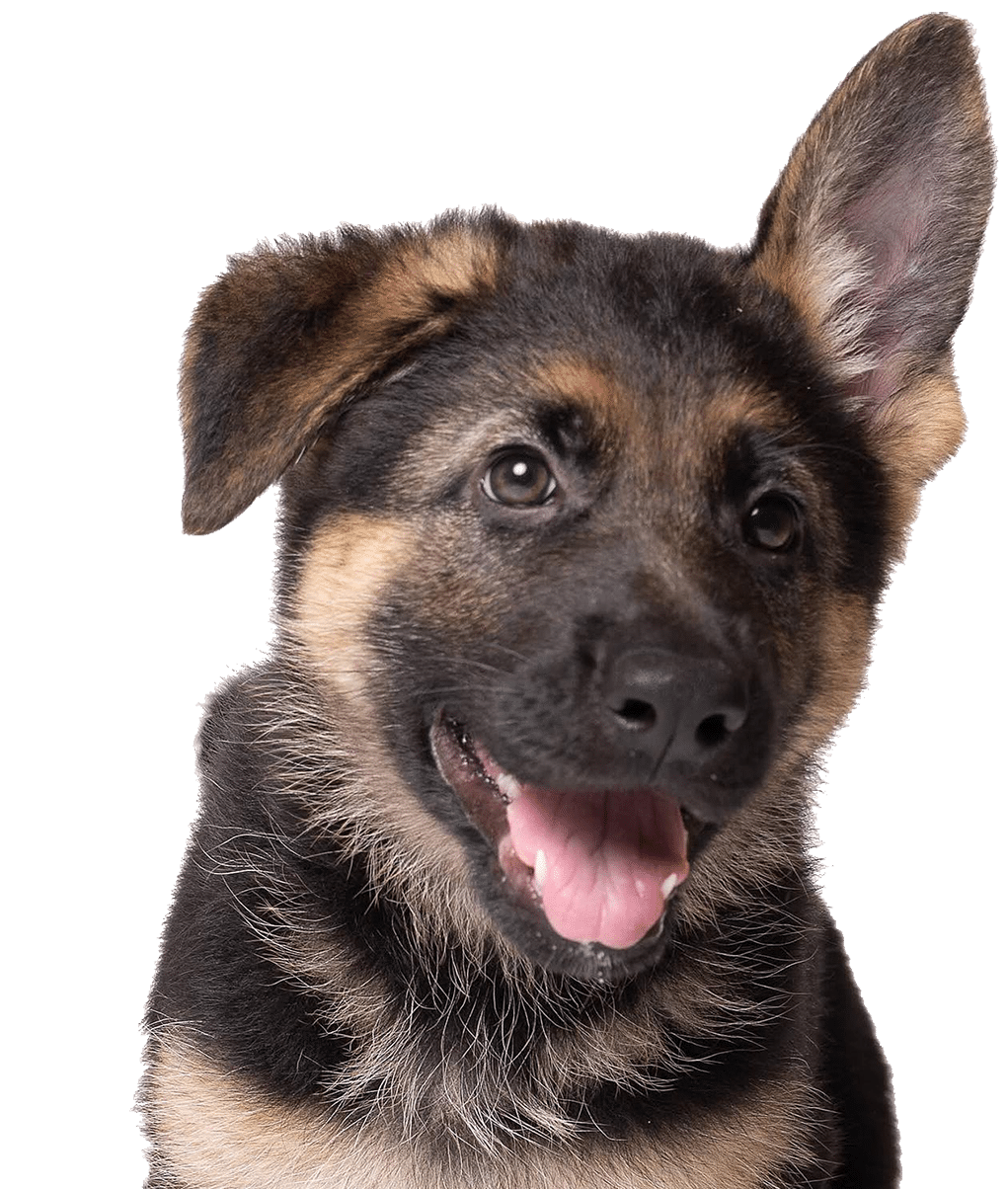 Get Involved German Shepherd Pup 2 Cropped