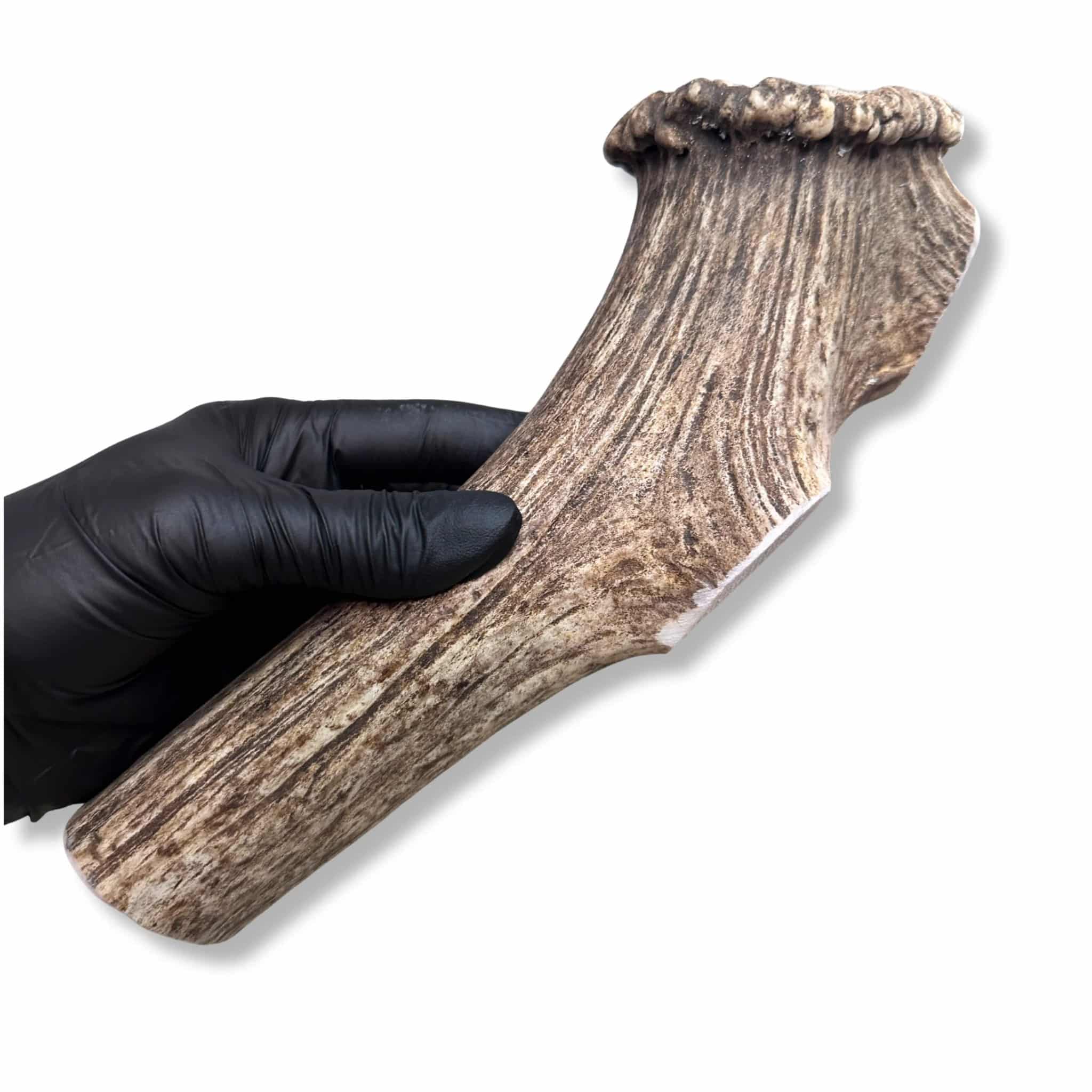 XL Whole Base Elk Antler