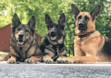 Markey Gypsy & Indra